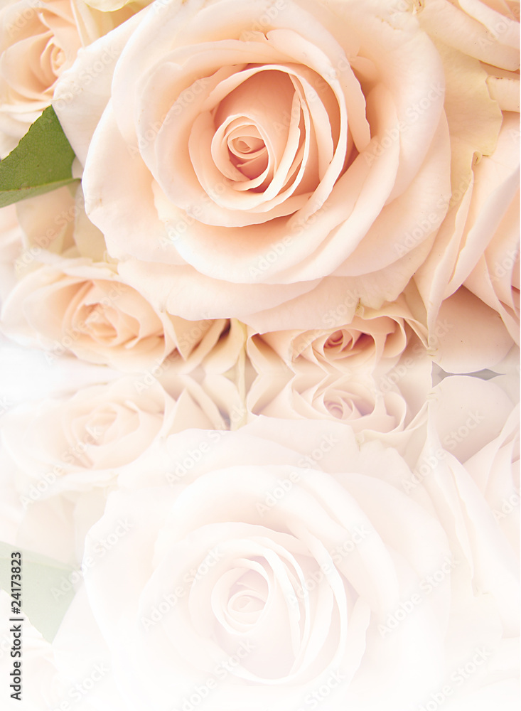 Beautiful soft,creamy rose with reflection on background