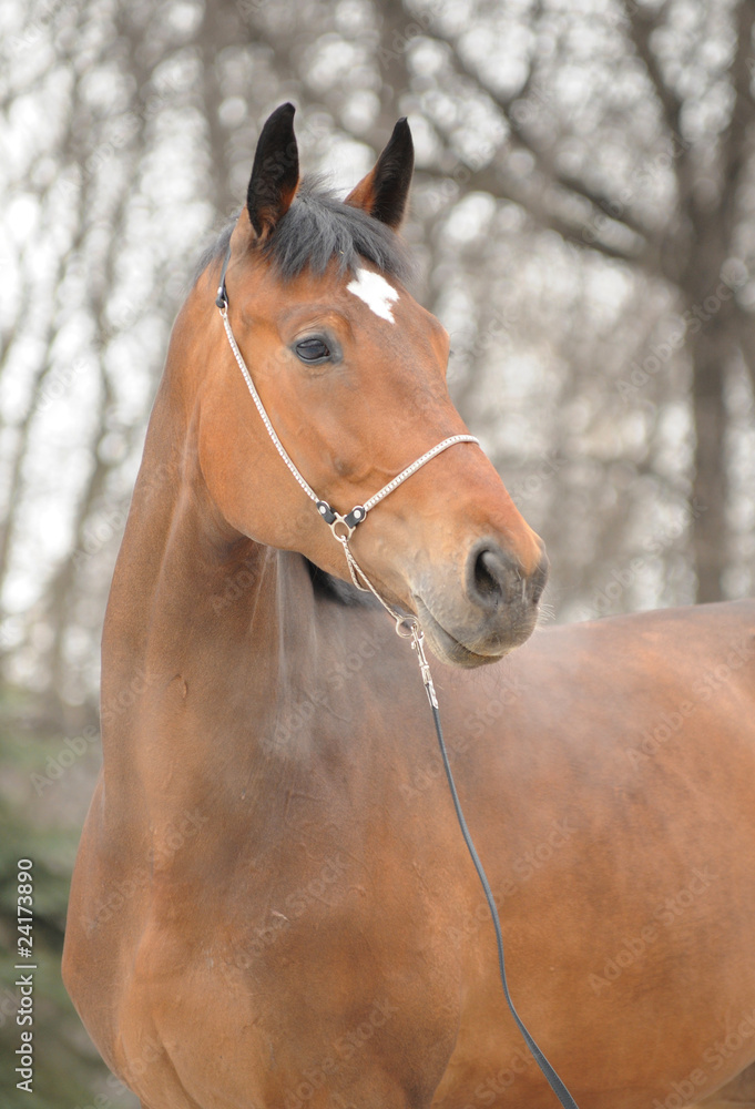 Obraz premium Portrait of a horse