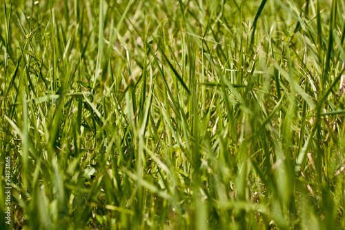 Photography green grass shallow dof