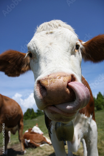 Wallpaper Mural Mucca da alpeggio Torontodigital.ca