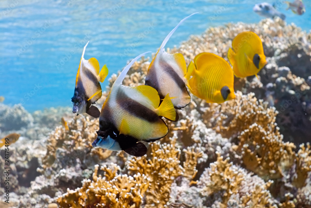Shoal of bannerfish and butterflyfish on the fire coral