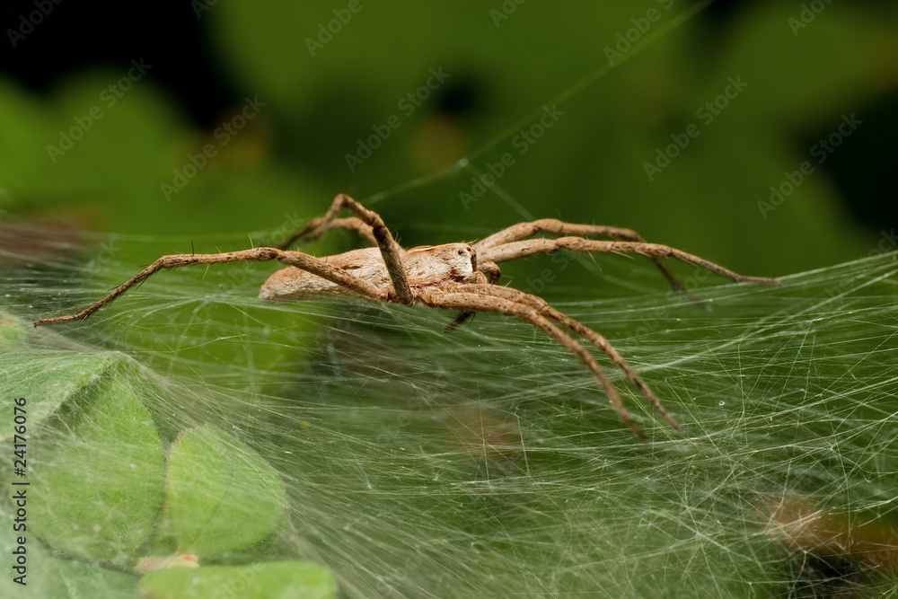 Nursery Spider from the side Nursery Spider from the side