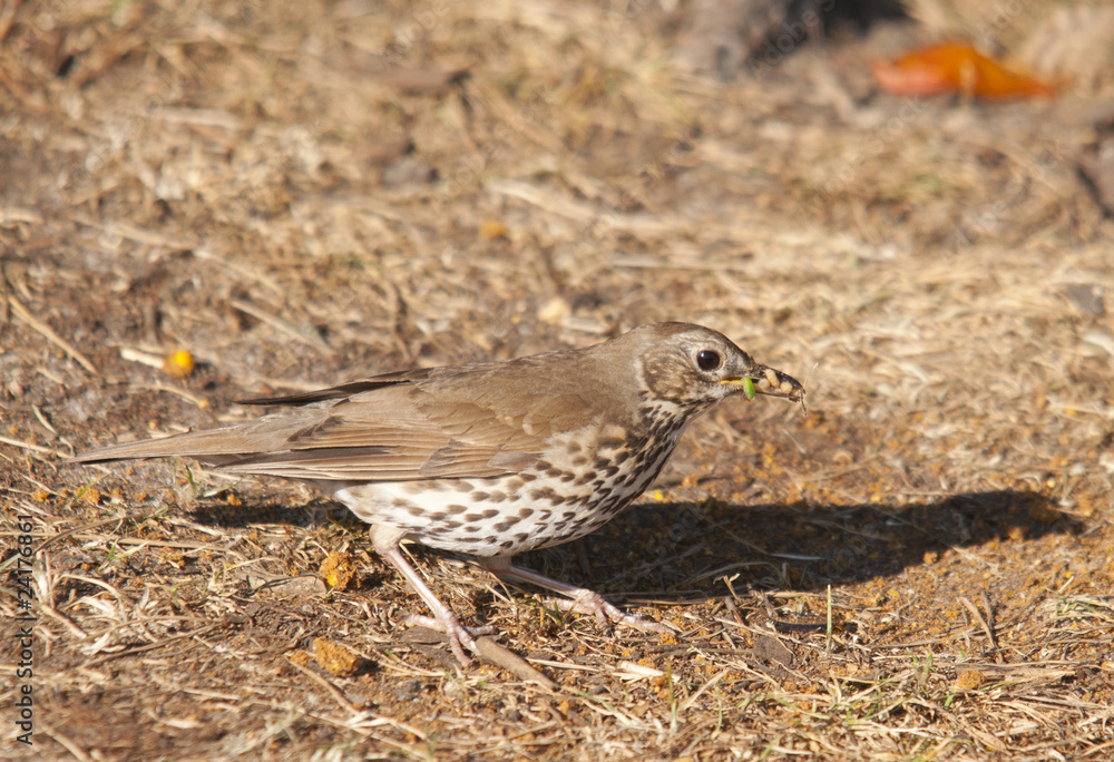 thrush thrush
