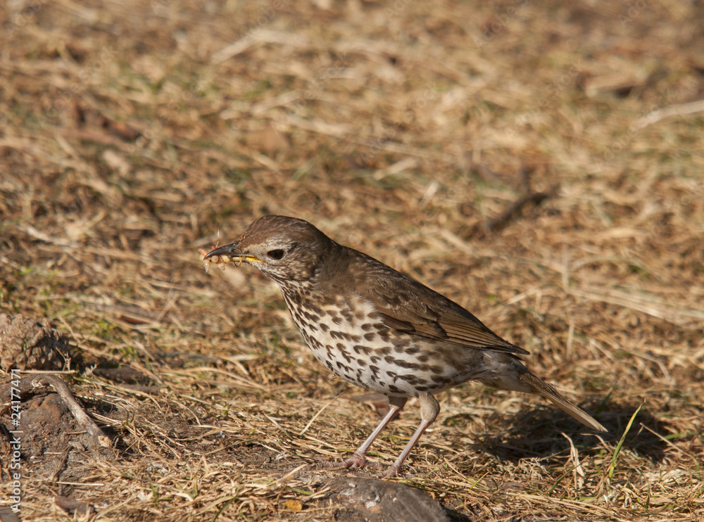 thrush thrush
