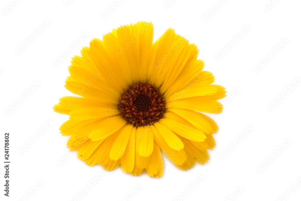 Blüte der Ringelblume (Calendula officinalis) Blüte der Ringelblume (Calendula officinalis)