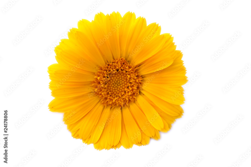 Blüte der Ringelblume (Calendula officinalis) Blüte der Ringelblume (Calendula officinalis)