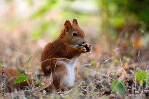 Eichhörnchen © Sven Grundmann