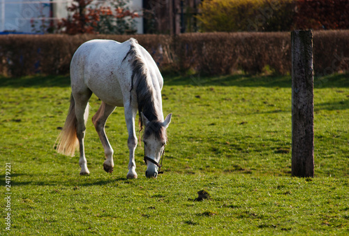 Grazing white horse