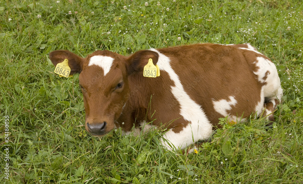Calf in the grass