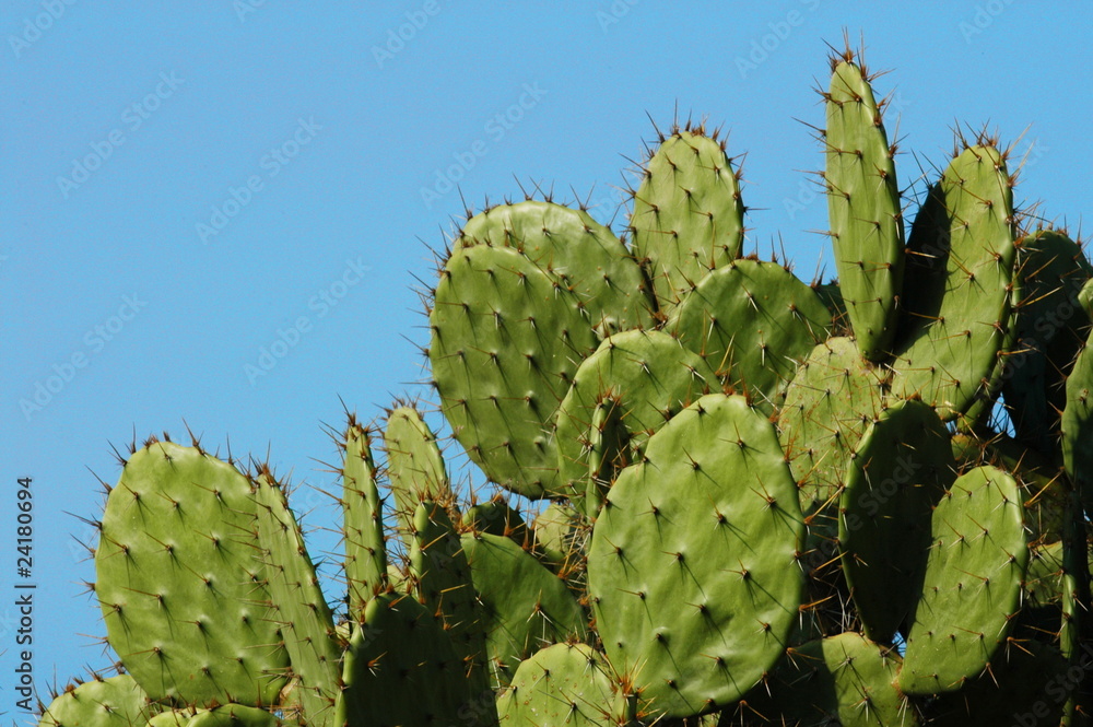 Detail of cactus growing in Puerto Escondido Detail of cactus growing in Puerto Escondido