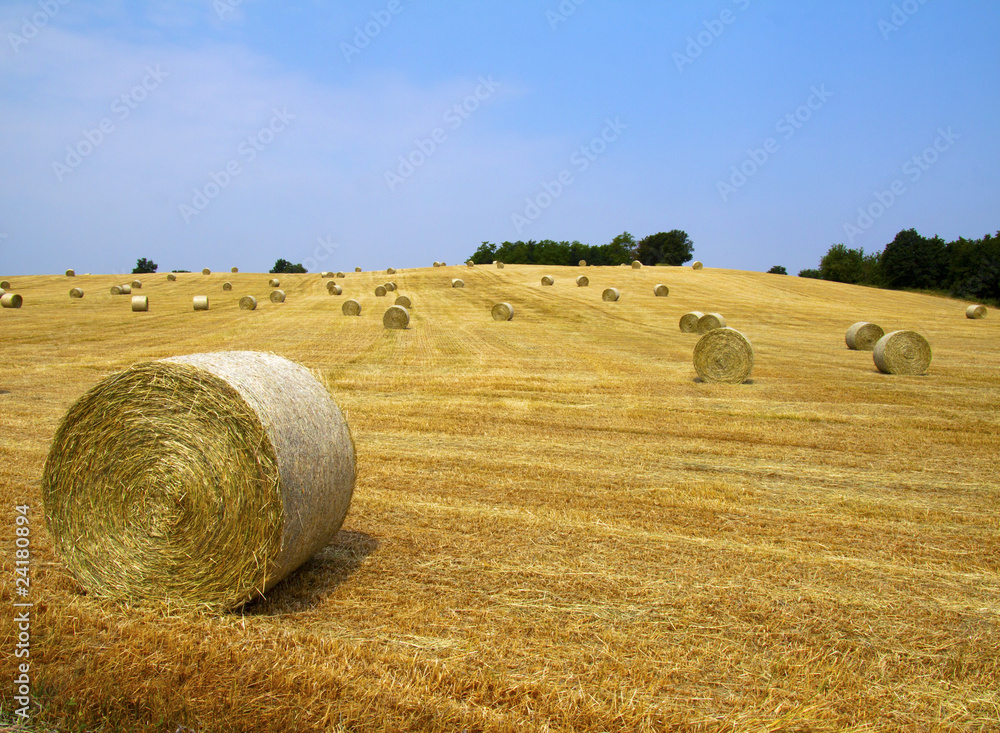 Bales on the field