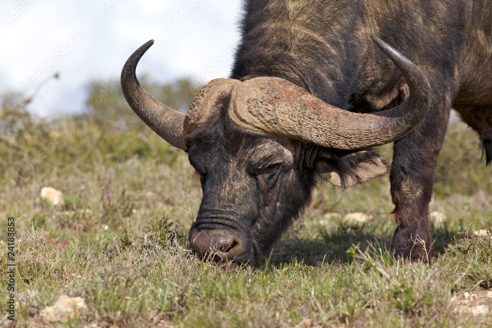 African Buffalo African Buffalo