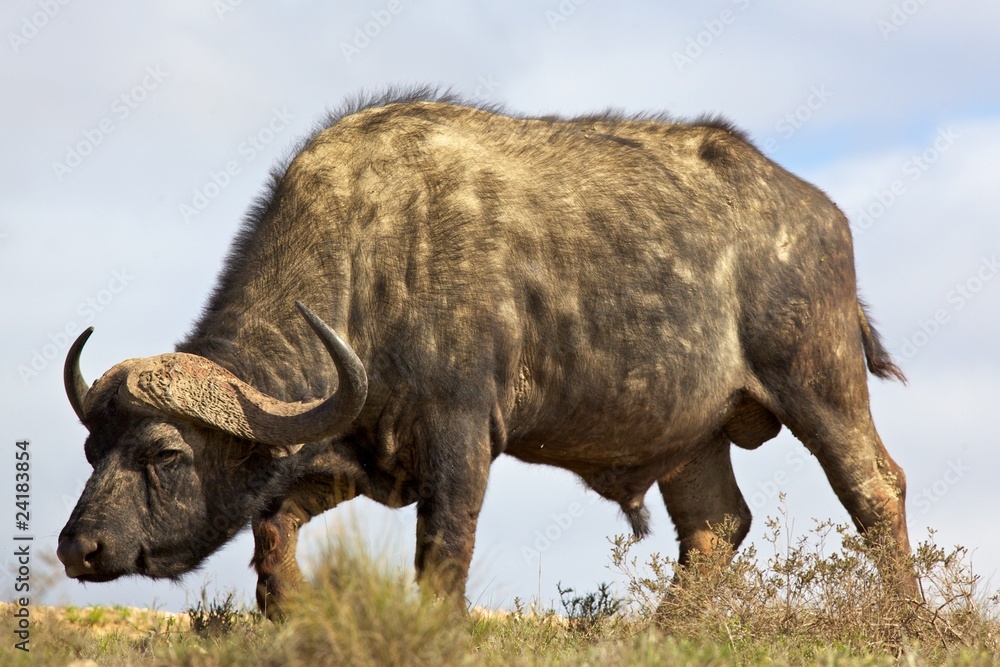 Obraz premium African Buffalo