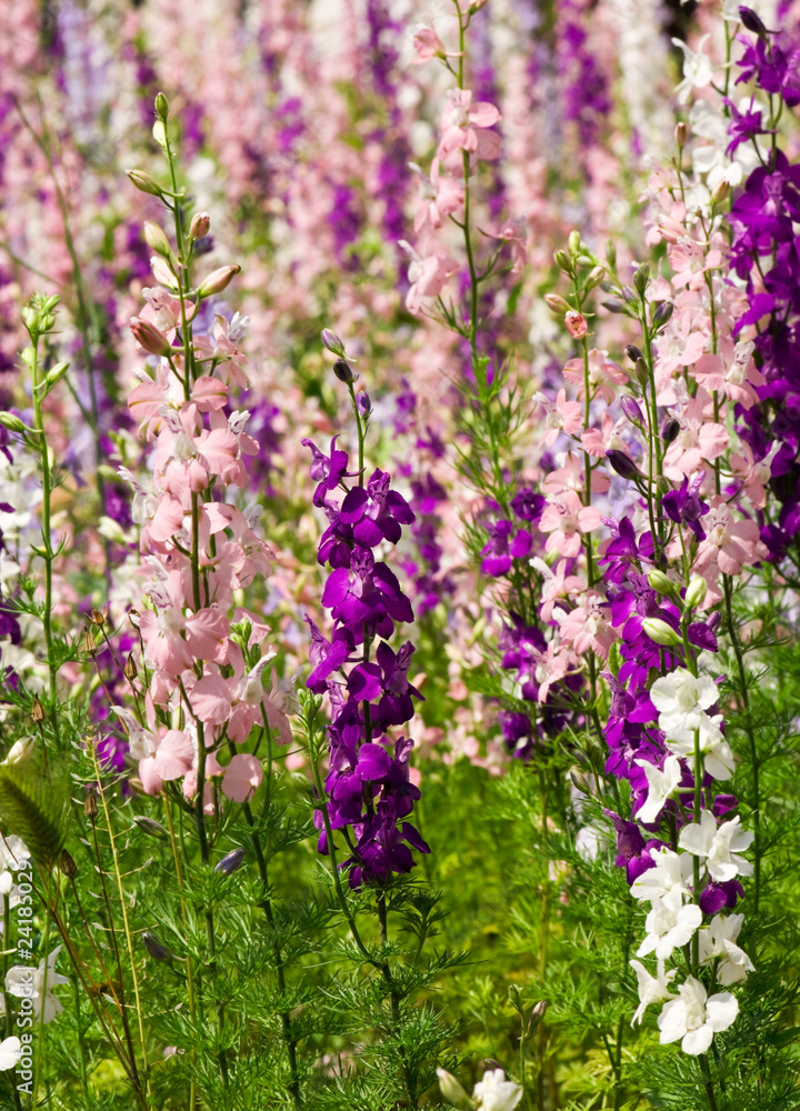 Obraz premium Delfinium flowers