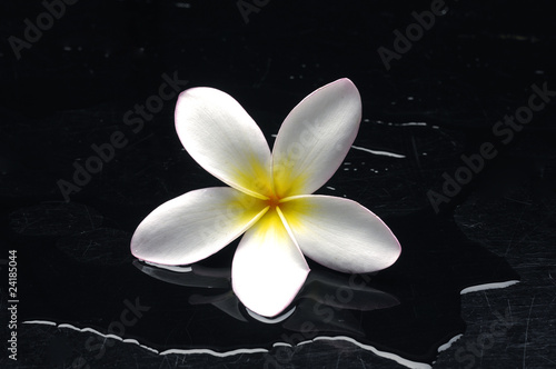 A glorious frangipani with water drops