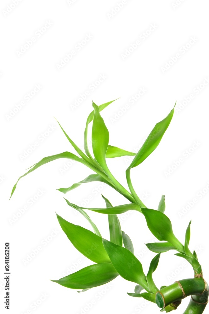 Fototapeta premium Na białym tle szczęśliwy bambus