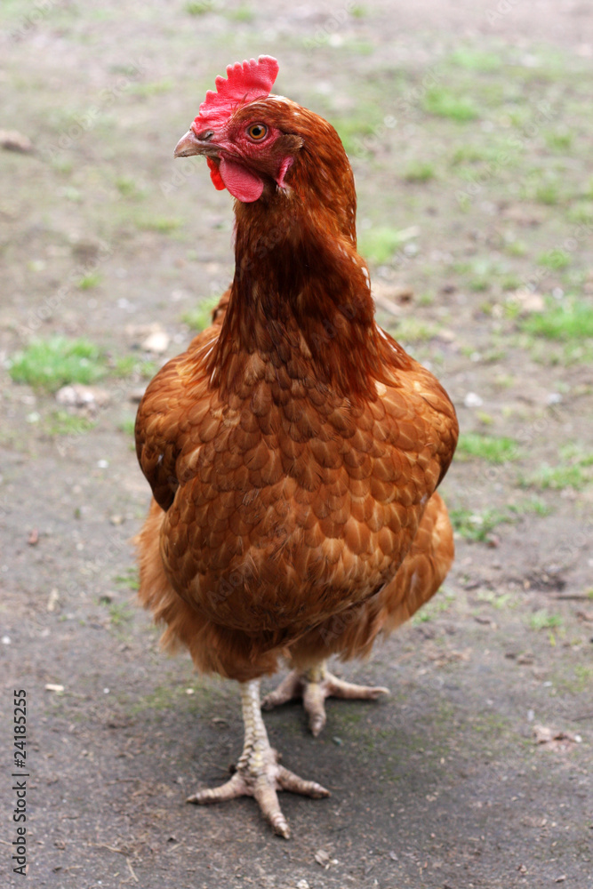 Fototapeta premium Poultry on a farm chicken