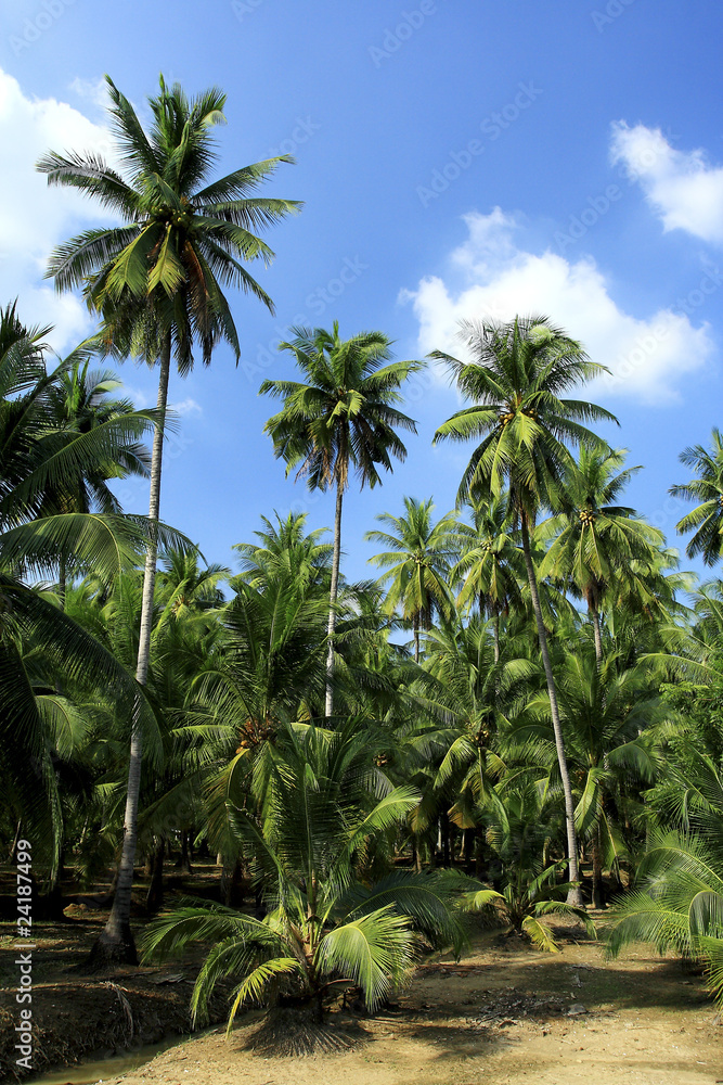 Coconut groves