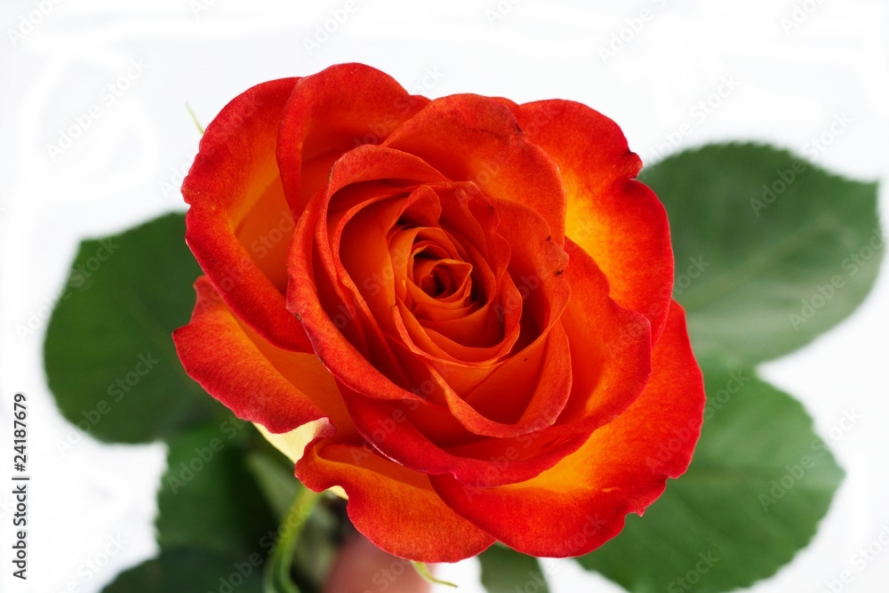 Fototapeta premium rose