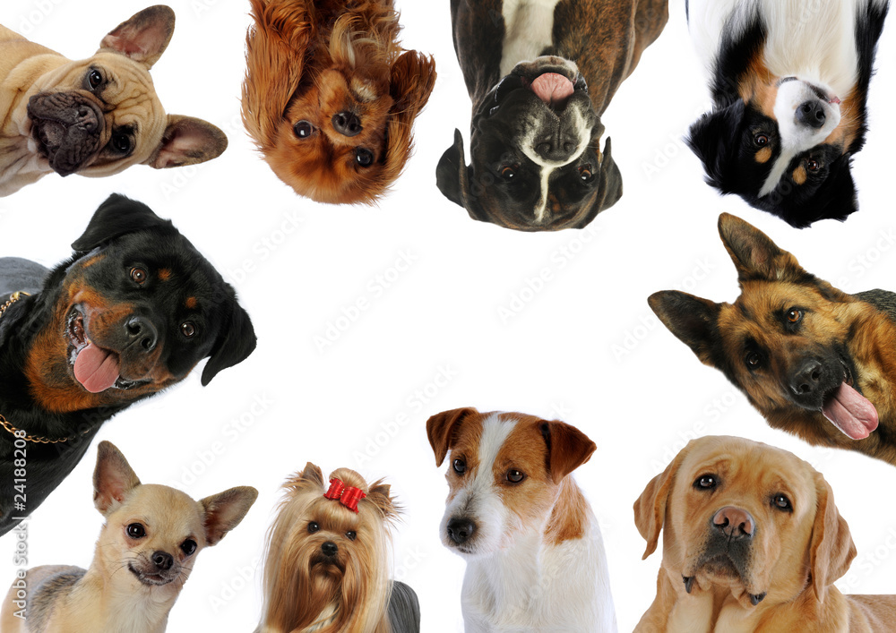 Obraz premium dix portraits de chiens différents en rond