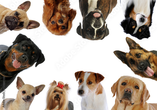 dix portraits de chiens différents en rond © CallallooAlexis