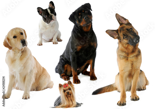 cinq chiens différents à la tête penchée