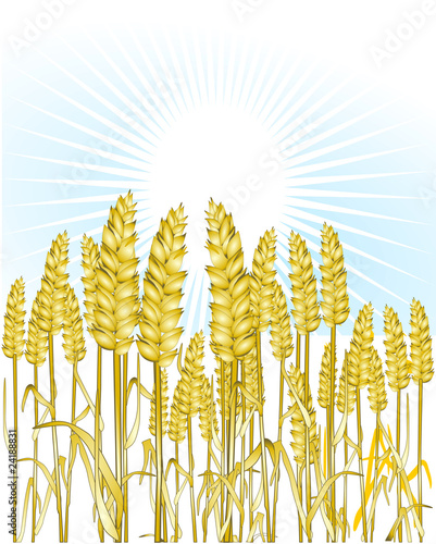 Weizen Feld