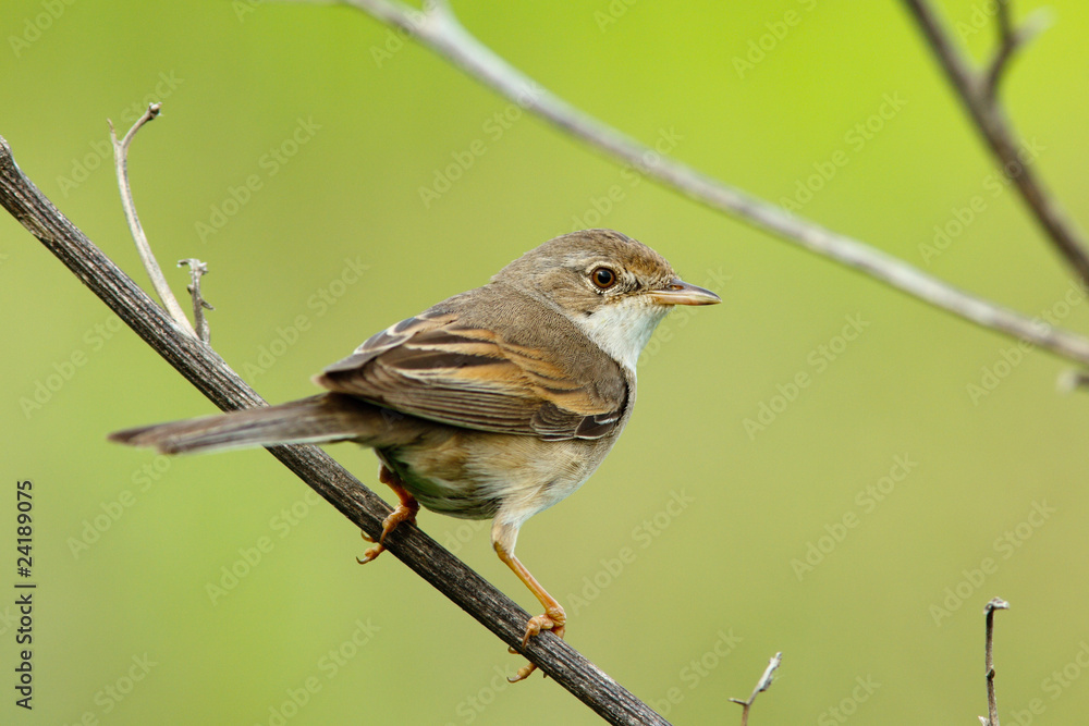Fototapeta premium female of a Whitethroat, Sylvia communis