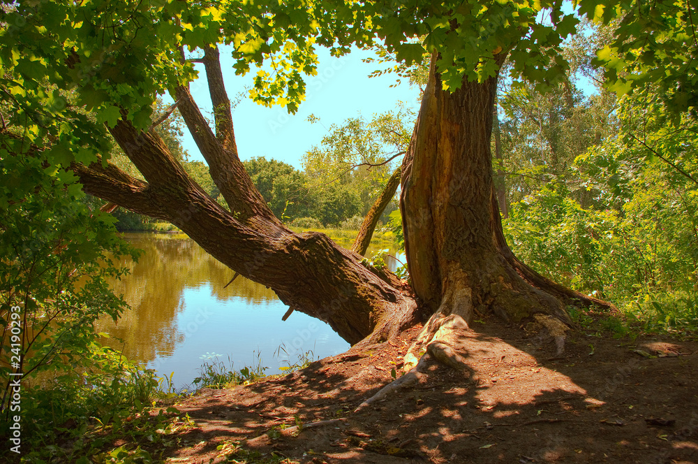 Two large trees on the coast of pond