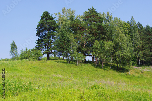 Glade and hill in the forest covered with trees
