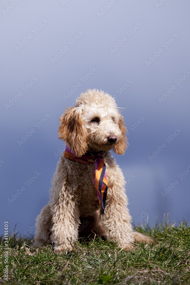 poodle sitting in grass