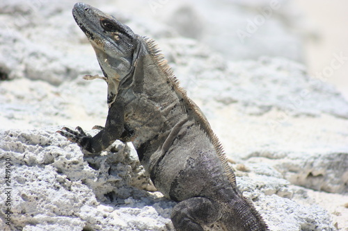 Mexico Iguana © Curioso.Photography