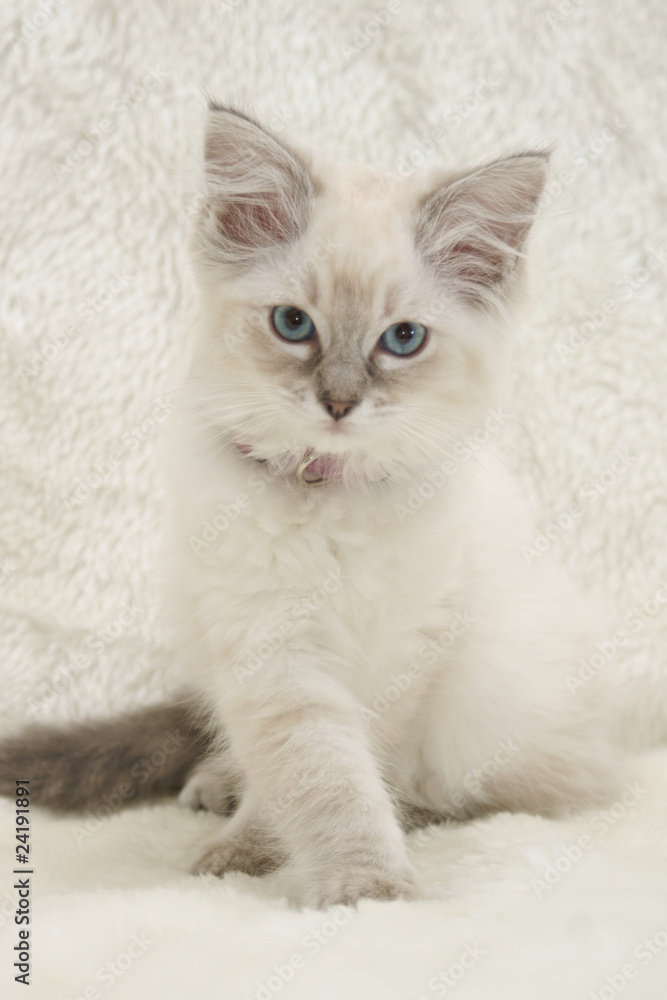 cream kitten
