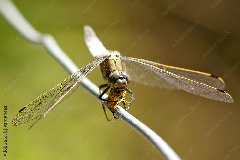 Fototapeta premium Chaser Dragonfly eating a Hover-fly