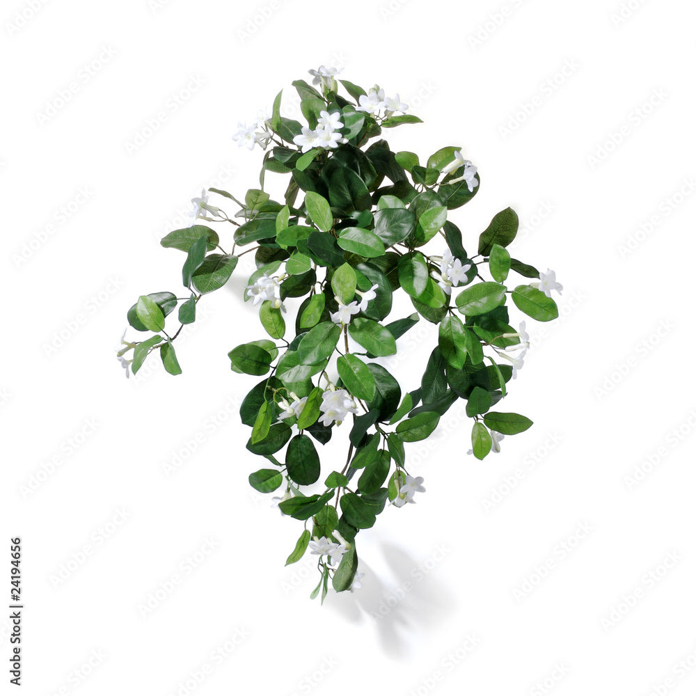 Fototapeta premium Blume