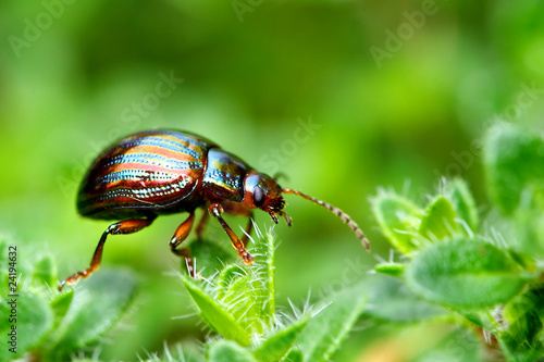rosemary beetle © bridgephotography