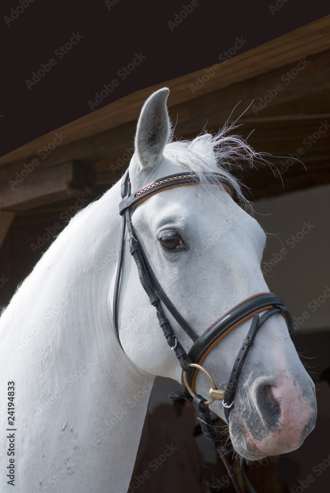 Obraz premium White horse head