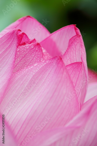 Wallpaper Mural 蓮花 (東京・上野不忍池) Torontodigital.ca