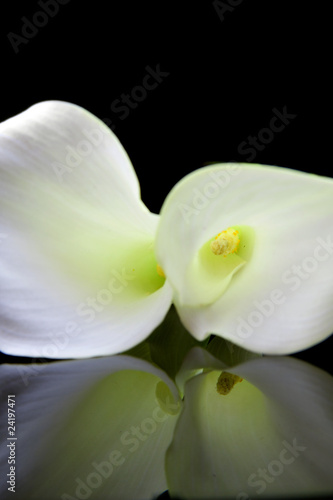 Fototapeta Naklejka Na Ścianę i Meble -  beautiful white Calla lilly