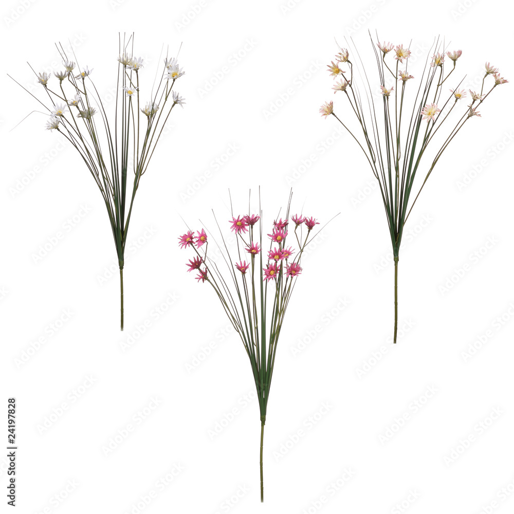 Fototapeta premium Blume