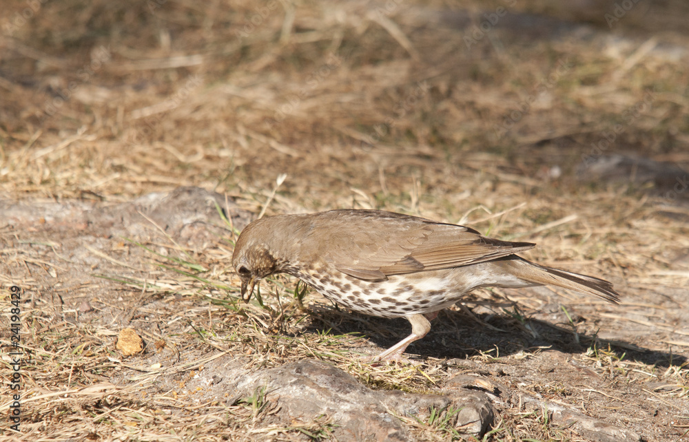 thrush thrush