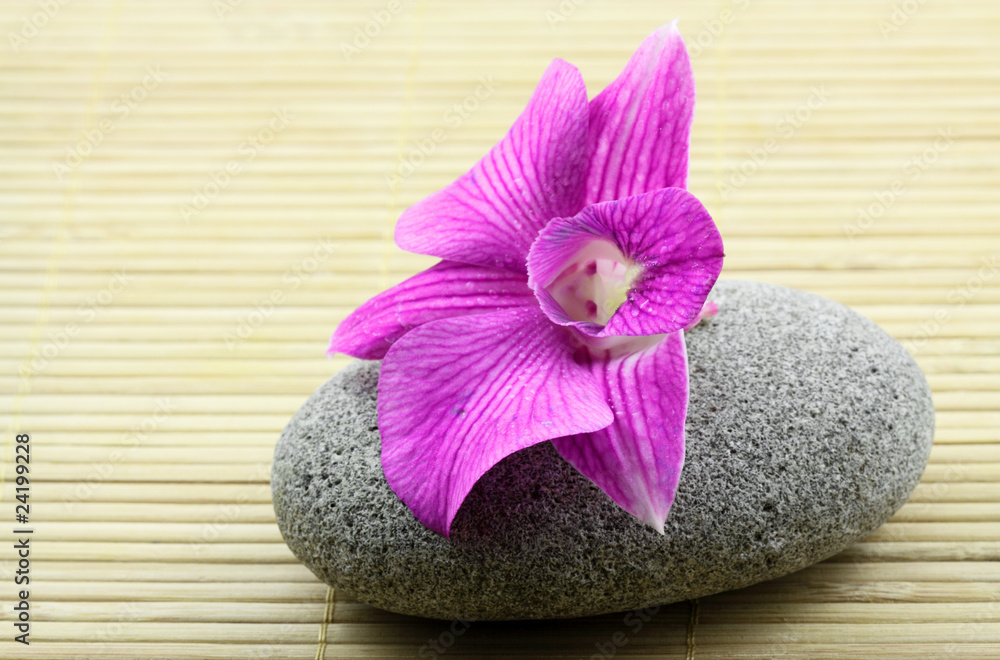 orchidée sur galet
