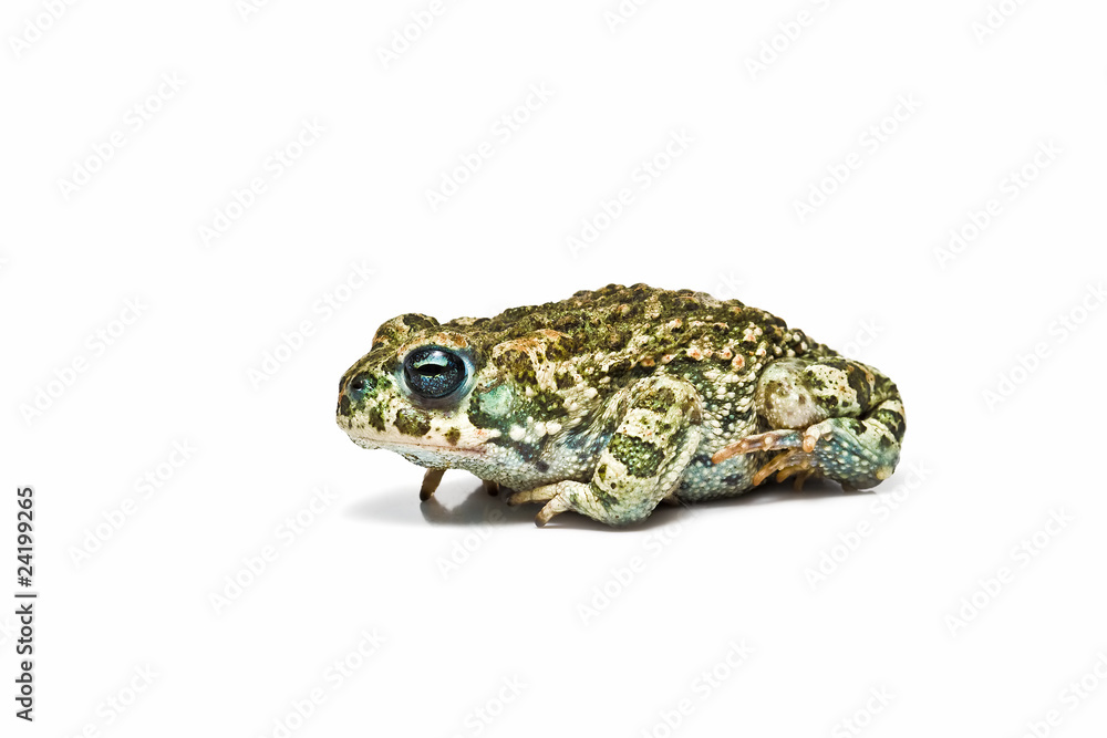 Fototapeta premium Sapo aislado sobre fondo blanco.