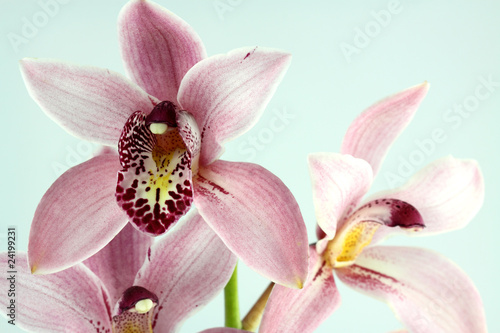 orchid  es