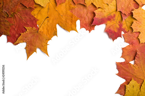 dry autumn leaves isolated