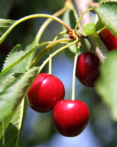 Cerises