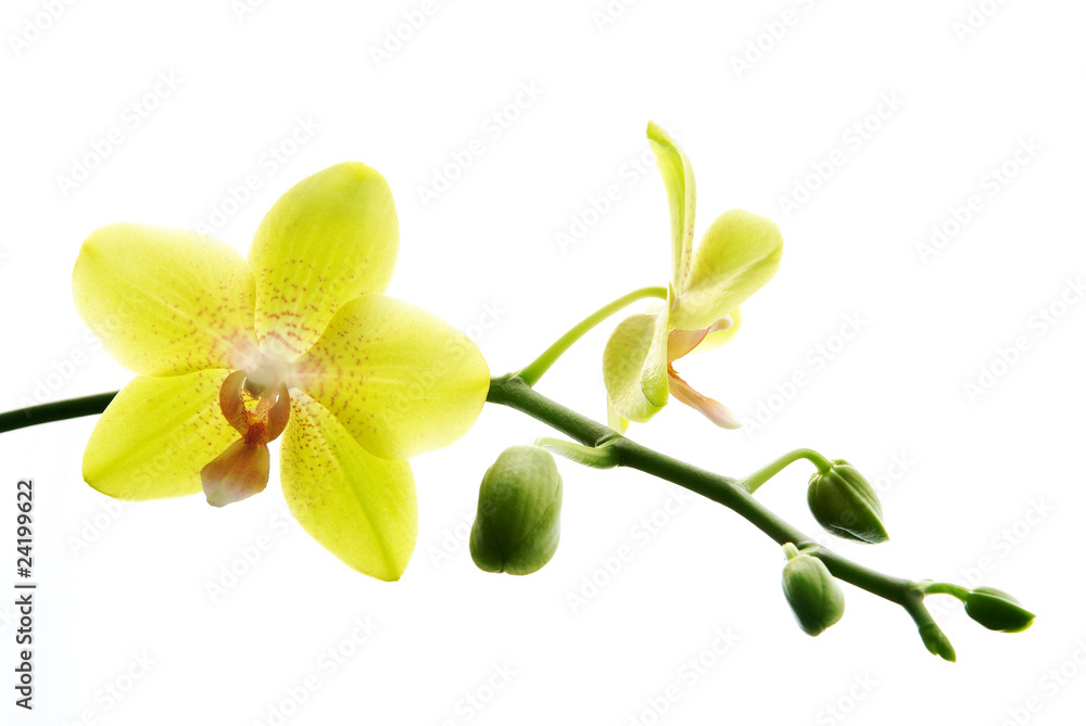 Obraz premium Fresh yellow orchids isolated on white background