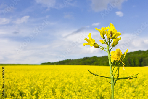 Bee on rape flower