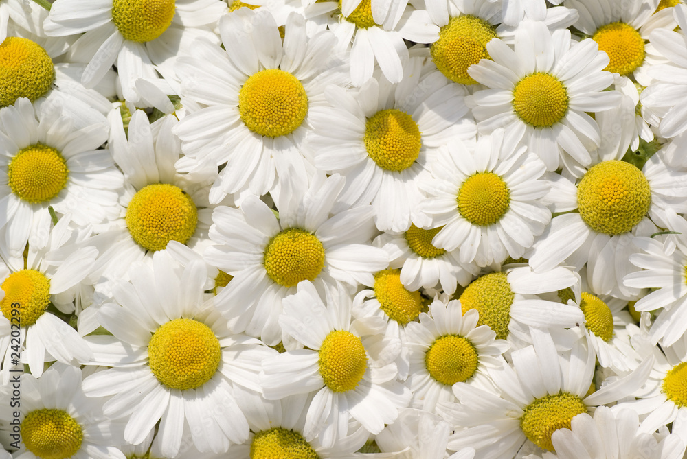 Fototapeta premium camomile