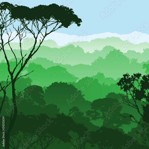 Forest Landscape